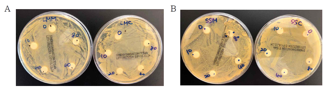 류코노스톡 메센테로이데스 SBC-4401 (A)과 스트렙토코커스 살리바리우스 sbk4 (B)의 배양액과 세포파쇄물의 Streptococcus aureus에 대한 항균 효과