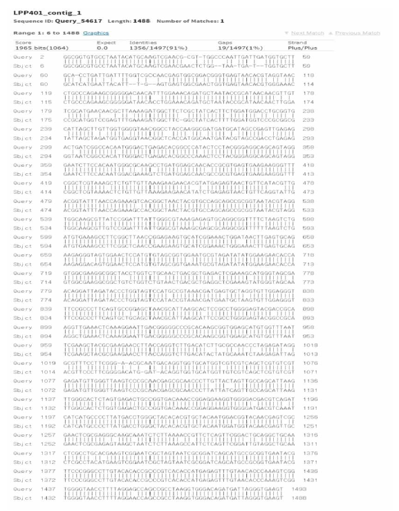 Homology analysis between the 16S rRNA gene nucleotide sequences of Lactobacillus fermentum subsp. shebah-101 and Lactobacillus paraplantarum subsp. shebah-401, the two newly identified from Korean people, using the NCBI BLAST software