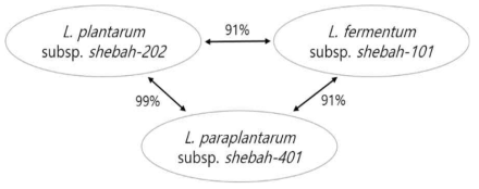 Homological percentages between the 16S rRNA gene nucleotide sequences of the two different strains among L. plantarum subsp. shebah-202, L. fermentum subsp. shebah-101 and L. paraplantarum subsp. shebah-401, the three probiotic Lactobacillus strains newly identified from Korea people