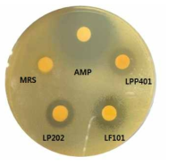 Antibacterial activities of the three supernatants (LP202, LF101, LPP401) against Staphylococcus aureus in disk diffusion method. Ampicillin (AMP) was used as a positive control. Each supernatant (500 μL ) was loaded into the disk