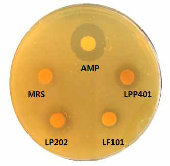 Antibacterial activities of the three supernatants (LP202, LF101, LPP401) against Propionibacterium acnes in disk diffusion method. Ampicillin (AMP) was used as a positive control. Each supernatant (500 μL ) was loaded into the disk