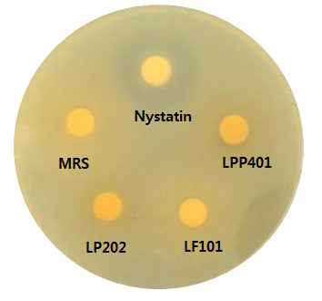 Antibacterial activities of the three supernatants (LP202, LF101, LPP401) against the fungus Candida albicans in disk diffusion method. Nystatin was used as a positive control. Each supernatant (600 μL ) was loaded into the disk