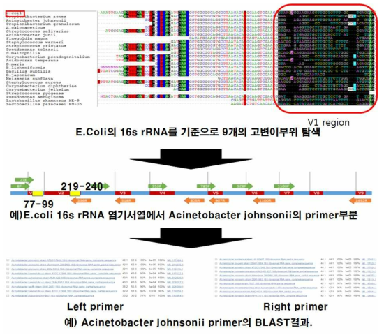 E.coli내 16S rRNA variable region sequence를 이용한 primer 제작 방법