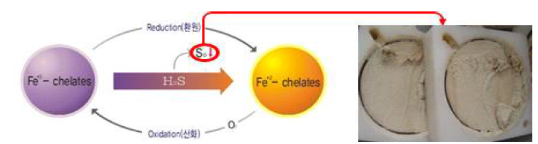 Fe-킬레이트를 이용한 화학 Redox-cycle 탈황 공정도