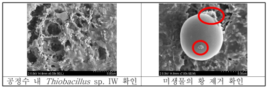 Thiobacillus sp. IW. 존재 및 황 제거 확인