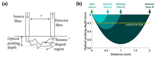 (a) Diffusion theory 기반 광자 경로 분석 시뮬레이션에 사용된 광학 셋업 그림. (b) 광원과 측정부 사이 거리 (055, 1, 2 mm)에 따른 광 탐침 깊이를 보여주는 광자 경로 분석 시뮬레이션 결과 그래프