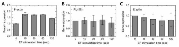 전기장 자극에 의한 Old HDFs의 항노화 바이오마커 발현량 변화: (A) F-액틴 (B) 피브릴린 (C) 엘라스틴