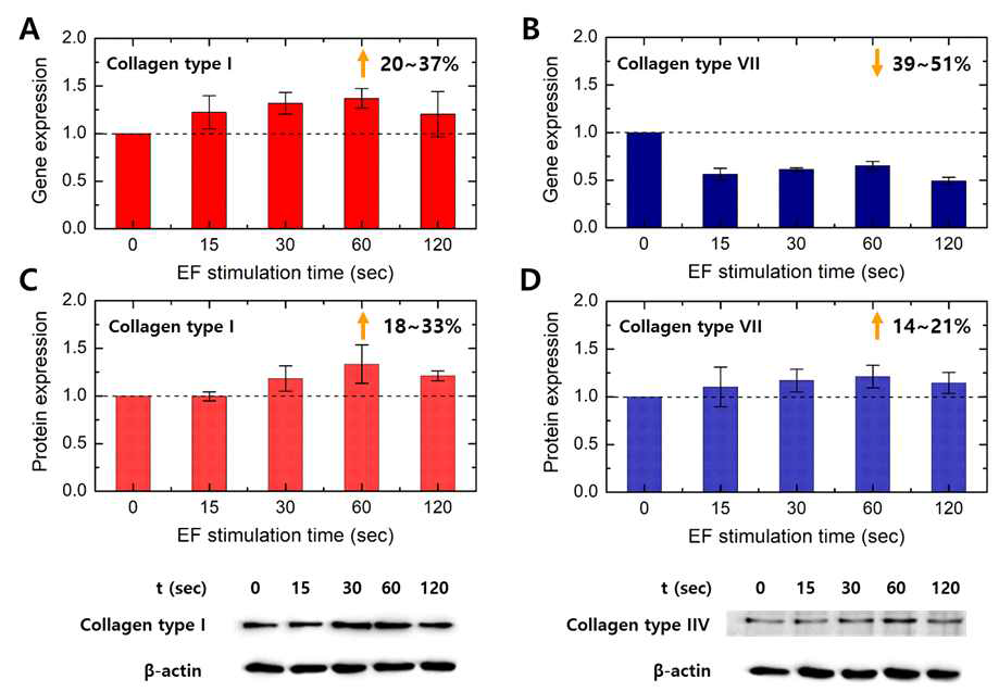 전기장 자극에 의한 Young HDFs내 (A) Collagen type Ⅰ (B) Ⅶ 유전자 발현량 비교 및 (C) Collagen type Ⅰ (D) Ⅶ 단백질 합성 변화