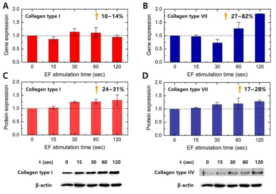 전기장 자극에 의한 Old HDFs내 (A) Collagen type Ⅰ (B) Ⅶ 유전자 발현량 비교 및 (C) Collagen type Ⅰ (D) Ⅶ 단백질 합성 변화