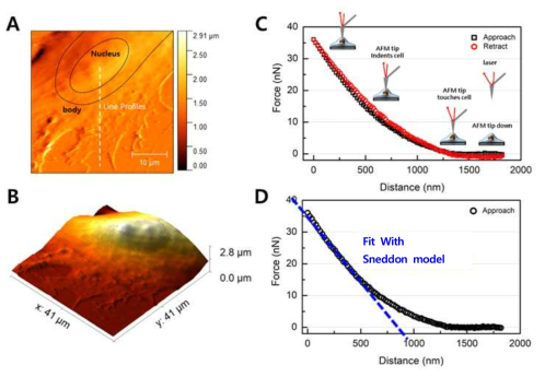 (A, B) 섬유아세포의 원자현미경 이미지 및 (C, D) Force-distance curve