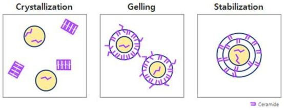 세라마이드 석출, 겔링, 안정화 모식도