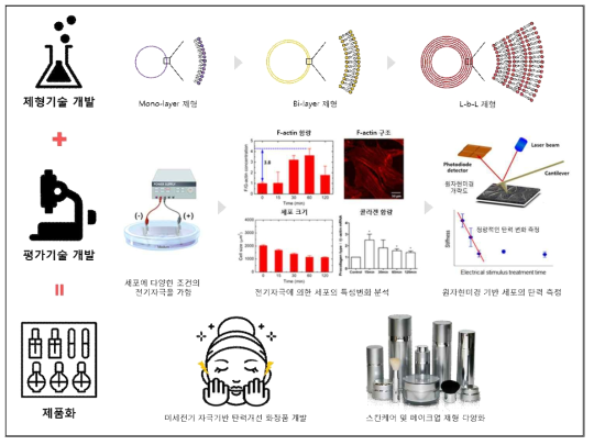 미세전기 자극을 이용한 탄력개선 항노화 화장품 개발 모식도