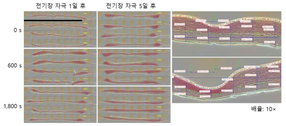 인공피부에 전기장 자극을 가한 후 조직 염색하여 두께를 측정