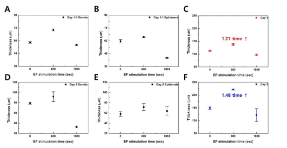 전기장 자극 시간에 따른 인공피부 두께 변화: 자극 1일 후 (A) 표피, (B) 진피, (C) 전체 두께 자극 5일 후 (C) 표피, (E) 진피, (F) 전체 두께