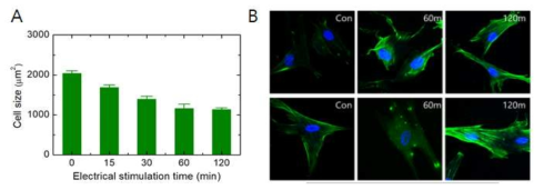 (A) 전기 자극이 가해진 시간에 따른 섬유아세포의 크기 변화 (B) 전기자극 시간에 따른 세포내 액틴의 발현량 비교 어린 세포(위)와 나이든 세포(아래)의 액틴 발현량 차이 비교 분석