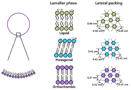 WAXS를 이용한 Mono-layer 제형 구조 분석 모식도
