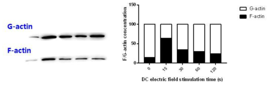 전기장 자극에 의한 세포 G/F-액틴 변화