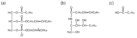 연구에 사용한 (a) 레시틴 (b) 세라마이드 (c) 지방산 분자 구조
