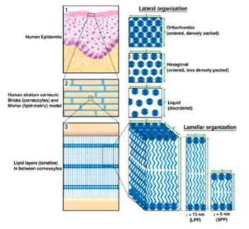 각질층 구조 모식도