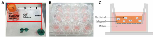 진피 대응물(콜라겐 겔) 합성 제작 방법: (A) 콜라겐 기질 제조 (B) 콜라겐 기질 혼합액 (C) 진피 대응물 콜라겐 기질 제작