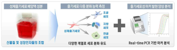 제작된 성체줄기세포 배양액 성분 조합의 다중 분화 능력 향상 효능 평가>