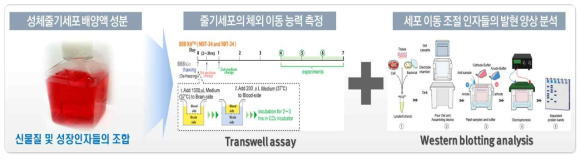 제작된 성체줄기세포 배양액 성분 조합의 체외 이동 능력 향상 효능 평가>