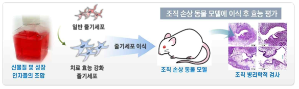 실험 동물에서 제작된 배양액 성분 조합에서 배양된 성체줄기세포의 체내 효능 평가>