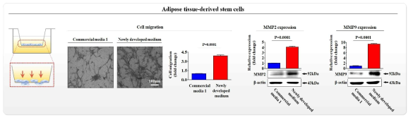 개발한 배양액이 기존 제품과 비교해 지방 유래 줄기세포의 이동에 미치는 영향 평가>