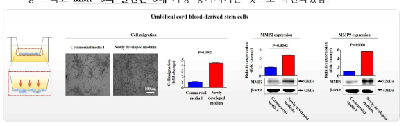 개발한 배양액이 기존 제품과 비교해 제대혈 유래 줄기세포의 이동에 미치는 영향 평가>