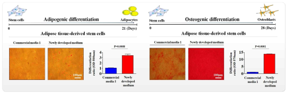 개발한 배양액이 기존 제품과 비교해 지방 줄기세포의 분화 능력에 미치는 영향 평가>