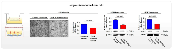 개발한 배양액이 기존 제품과 비교해 지방 유래 줄기세포의 이동에 미치는 영향 평가>