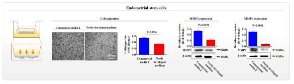 개발한 배양액이 기존 제품과 비교해 자궁 유래 줄기세포의 이동에 미치는 영향 평가>