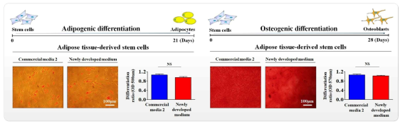 개발한 배양액이 기존 제품과 비교해 지방 줄기세포의 분화 능력에 미치는 영향 평가>