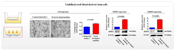 개발한 배양액이 기존 제품과 비교해 제대혈 유래 줄기세포의 이동에 미치는 영향 평가>