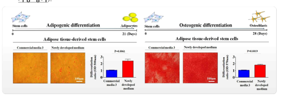 개발한 배양액이 기존 제품과 비교해 지방 줄기세포의 분화 능력에 미치는 영향 평가>
