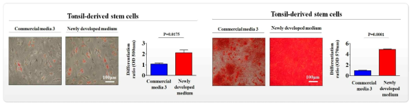 개발한 배양액이 기존 제품과 비교해 편도 줄기세포의 분화 능력에 미치는 영향 평가>