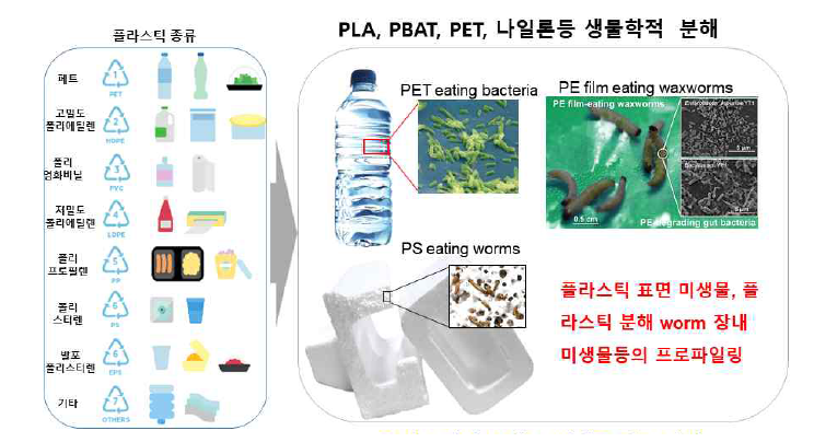 플라스틱 분해 미생물/효소