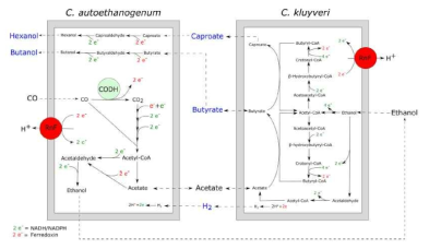 C. autoethanogenum 과 C. kluyveri 의 혼합배양에 의한 대사산물 전환 [그림 Ⅴ-115] LanzaTech Gas-to-Liquid platform