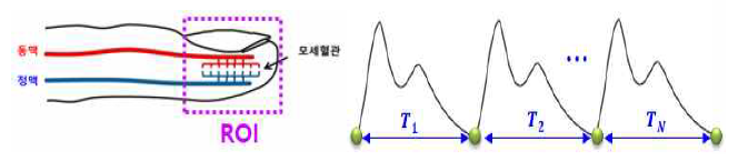 지정맥을 통한 맥박 체크