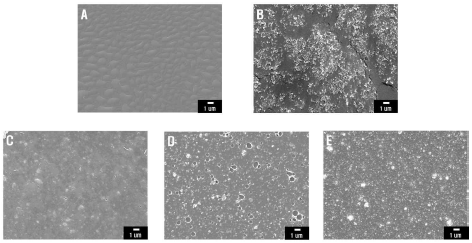 (수식) Evaporation 단계에서 1,000×1,000 mm2 면적의 광소결된 VO2 박막의 미세조직