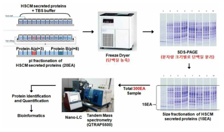 제대혈 유래 단백질의 size fractionation