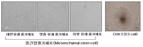 인체 유래 성체 줄기세포(왼쪽), 인간 배아 줄기세포 (CHA3)(오른쪽) 형상