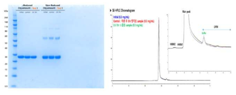 Photosensitivity 시험의 SDS-PAGE결과(좌), UV 노출의 SE-HPLC 분석 결과(우)
