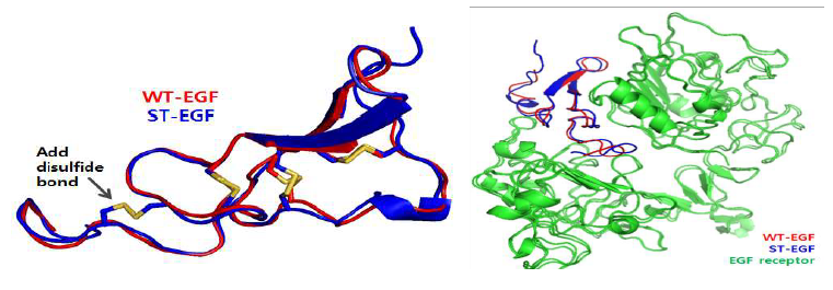 Wild type EGF (WT-EGF)와 stable type EGF (st-EGF)의 구조비교 모델과 EGF receptor에 docking 시킨 모습