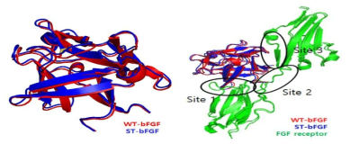 Wild type bFGF(WT-bFGF)와 stable type FGF(st-FGF)의 구조비교 모델과 bFGF receptor에 docking 시킨 모습