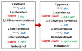 보효소 공급을 위해 dual cofactor 시스템을 도입한 이소부탄올 생산경로