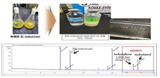표면발현 A6VRV1의 cell 반응을 통한 isobutylene 생합성 실험 결과