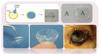 돼지피부 유래 collagen을 이용하여 제작한 collagen shied 및 비글에서 렌즈타입 collagen shield의 적용