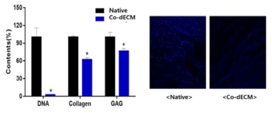 탈세포화된 각막 세포외기질의 DNA, Collagen, GAG 정량 결과와 DAPI 염색 결과