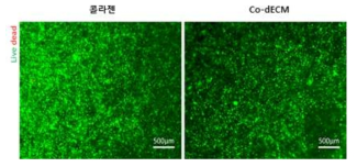 콜라젠과 Co-dECM의 세포 적합성 확인